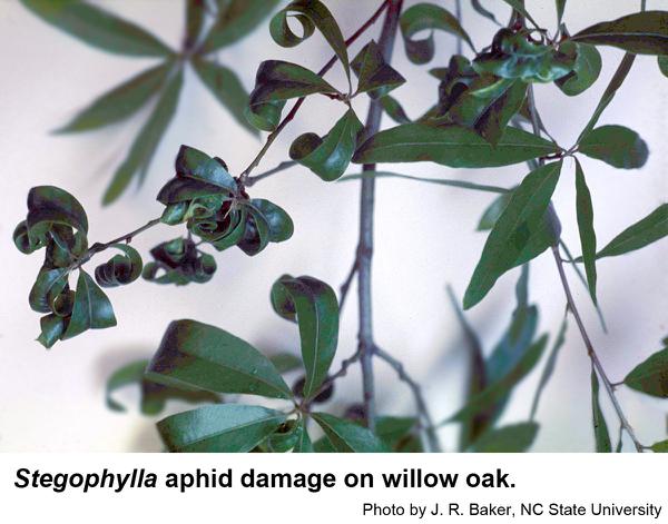 Stegophylla aphid damage on willow oak